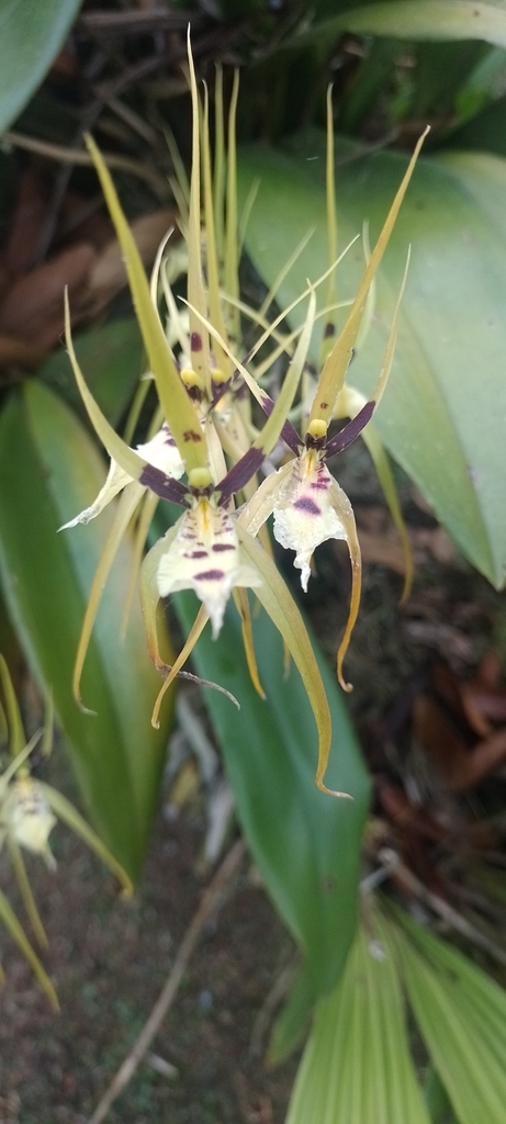 Brassia pumila Lindl.