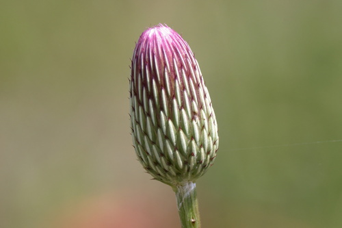 Image of Cirsium lecontei by (c) Lauren McLaurin, some rights reserved (CC BY)
