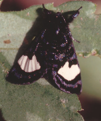 Psychomorpha epimenis