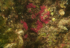 Symplegma rubra