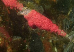 Symplegma rubra