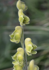Aconitum anthora