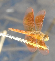 Brachythemis contaminata