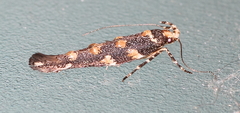 Eriocottidae