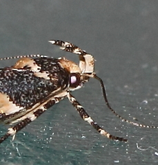 Eriocottidae