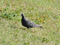 Columba livia domestica