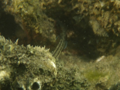 Tridentiger trigonocephalus