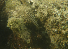 Tridentiger trigonocephalus