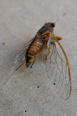 Yoyetta landsboroughi