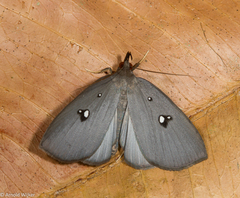 Pinacia albistella