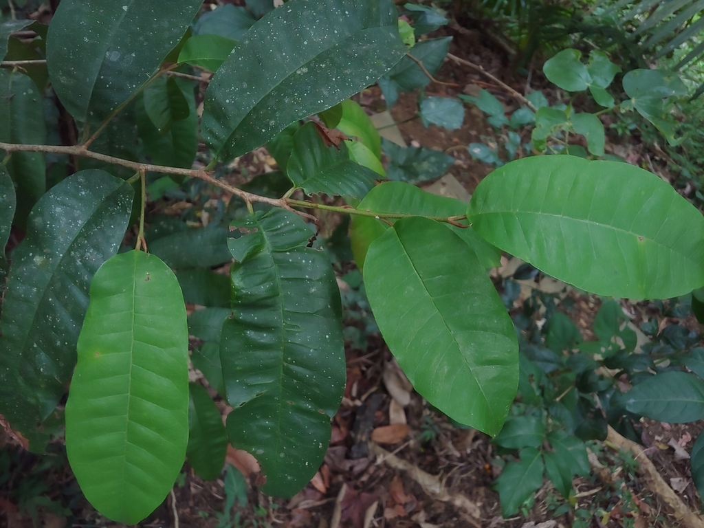 Chrysophyllum argenteum; photograph (c) Kurt Miller, some rights reserved (CC BY-SA)