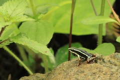 Epipedobates anthonyi