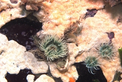 Anthothoe albocincta