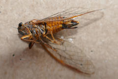 Yoyetta landsboroughi