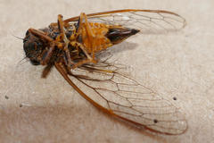 Yoyetta landsboroughi