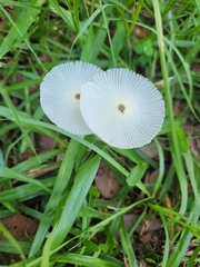 Leucocoprinus fragilissimus image