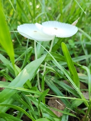 Leucocoprinus fragilissimus image