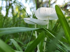 Leucocoprinus fragilissimus image