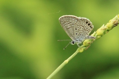 Hemiargus ramon