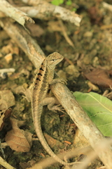 Microlophus occipitalis