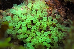 Pycnoclavella tabella