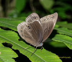 Ethope himachala