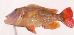 Lethrinus erythracanthus