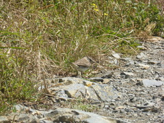 Anthus novaeseelandiae