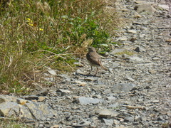 Anthus novaeseelandiae