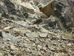 Anthus novaeseelandiae