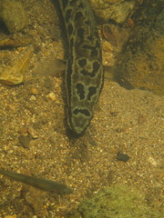 Channa maculata