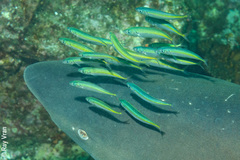 Decapterus