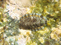 Sypharochiton sinclairi