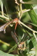 Harpobittacus