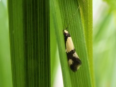 Opogona comptella