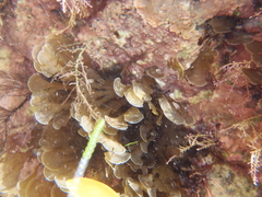 Zonaria aureomarginata