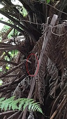 Poodytes punctatus vealeae