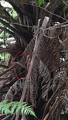 Poodytes punctatus vealeae