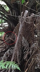 Poodytes punctatus vealeae