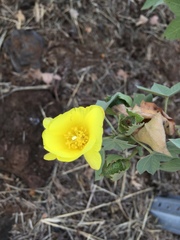 Gossypium tomentosum