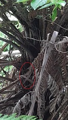 Poodytes punctatus vealeae