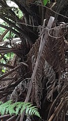 Poodytes punctatus vealeae