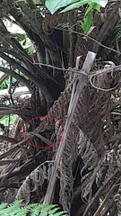 Poodytes punctatus vealeae