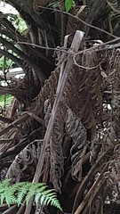 Poodytes punctatus vealeae