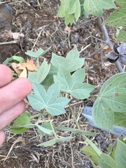 Gossypium tomentosum
