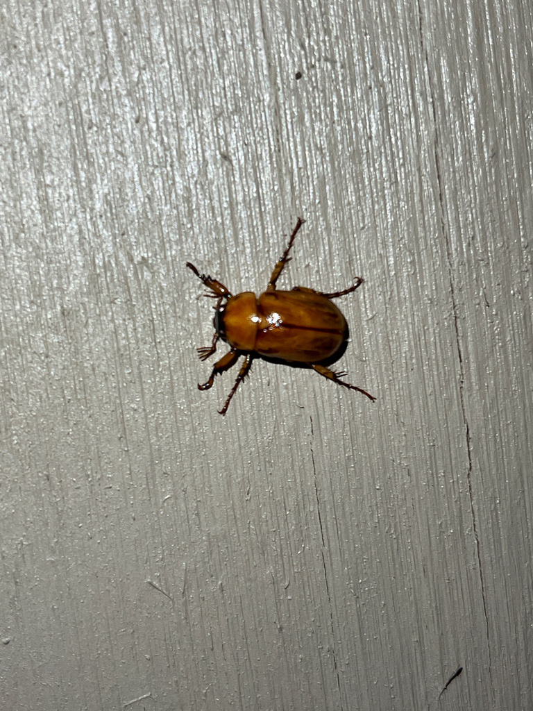 Southern Masked Chafer in June 2023 by CMC. Yard at light · iNaturalist