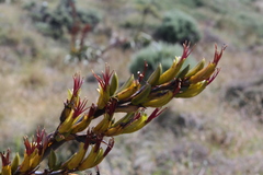 Phormium