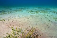 Spiny Butterfly Ray photo 3