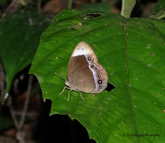 Mycalesis anaxias