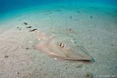 Common Guitarfish photo 4
